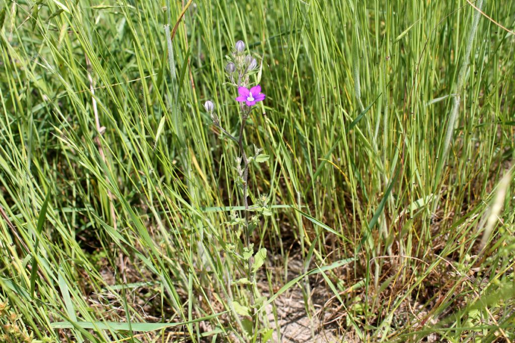 Legousia speculum-veneris